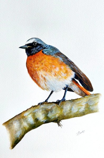 The Common Redstart